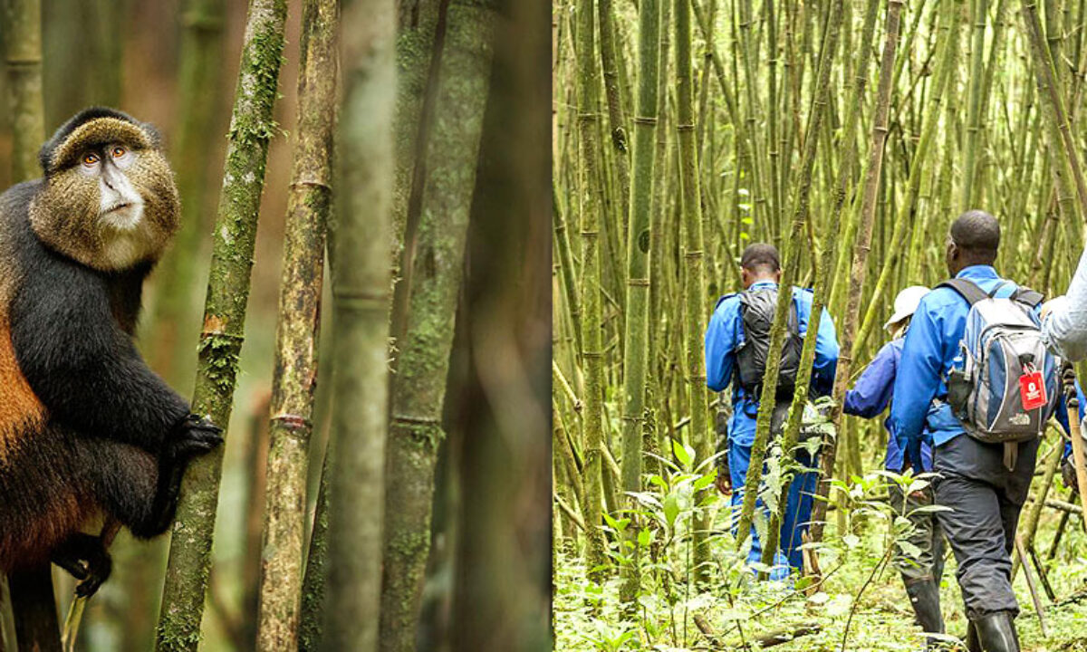 5 DAY GORILLAS & GOLDEN MONKEY TREK