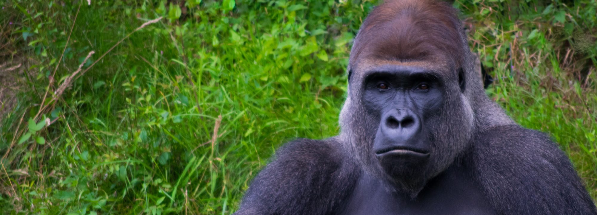 5 FACTS ABOUT EASTERN LOWLAND GORILLAS