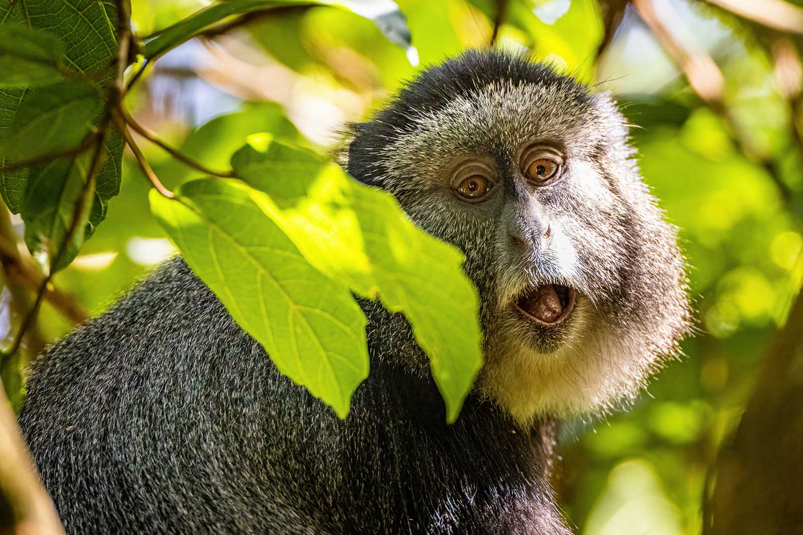 5 FACTS ABOUT GOLDEN MONKEYS