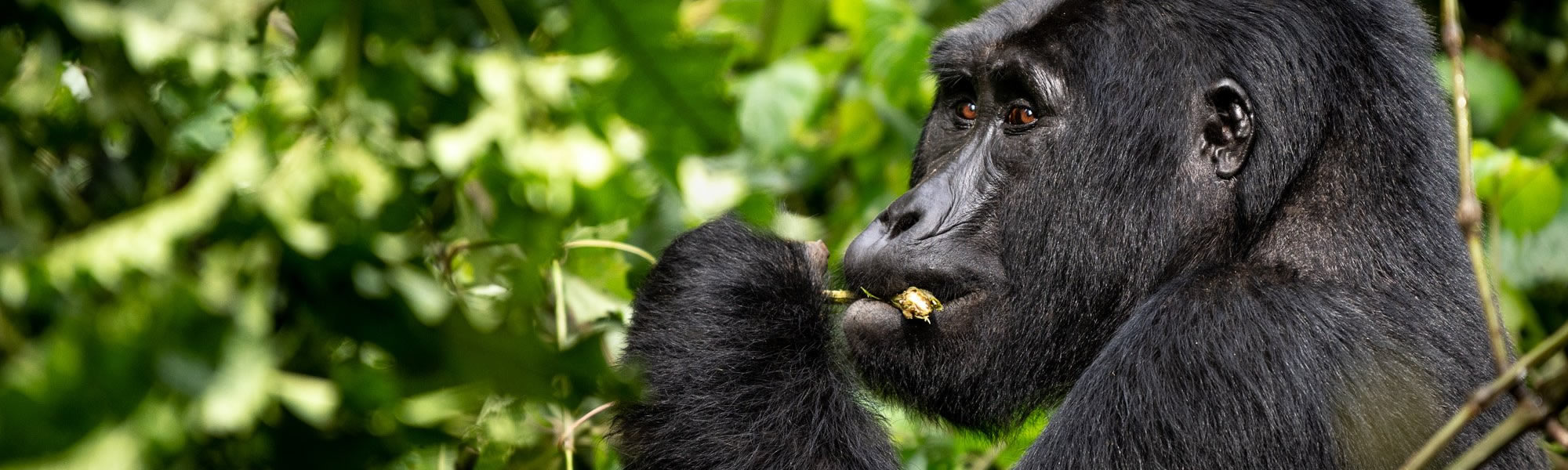10 FACTS ABOUT MOUNTAIN GORILLAS