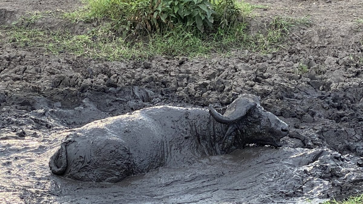 6 DAYS UGANDA GORILLA TOUR