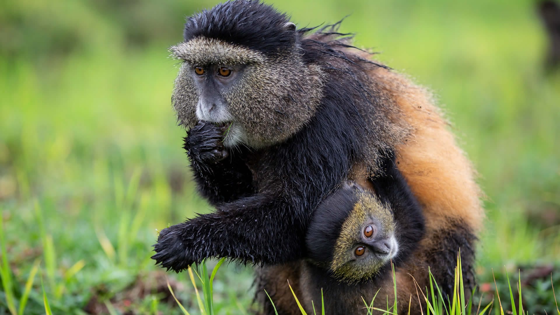 GOLDEN MONKEY TREKKING IN UGANDA