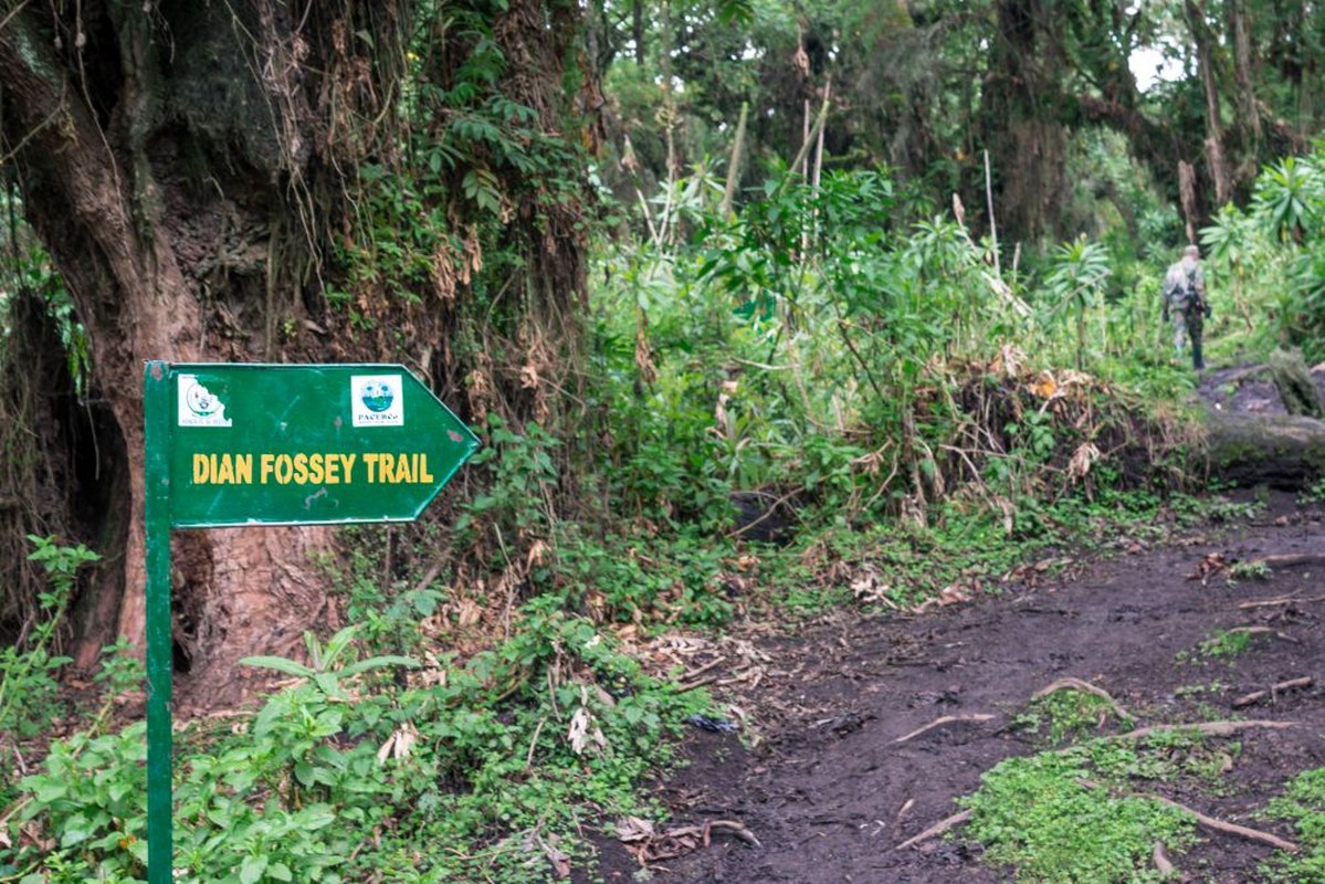 DIAN FOSSEY GRAVE HIKE