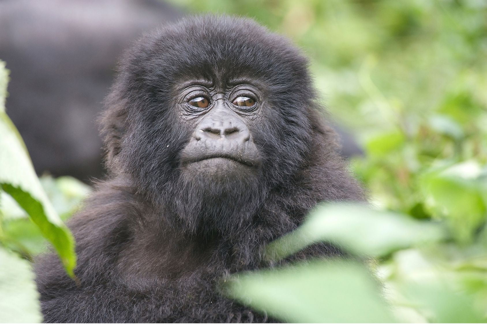 HOW TO BOOK GORILLA PERMITS?