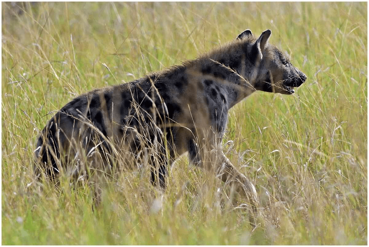 20 DAYS UGANDA VACATION TOUR