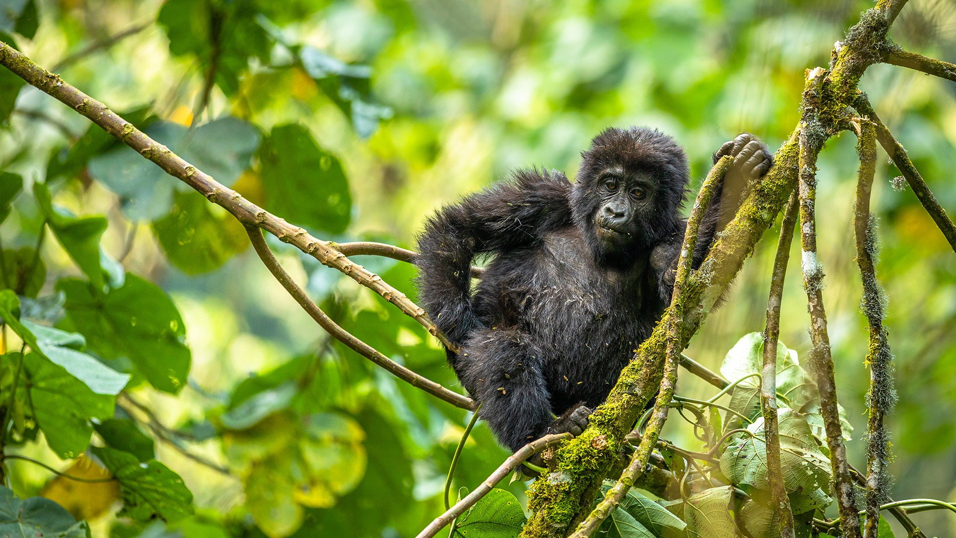 2 DAYS BWINDI GORILLA TOUR VIA KIGALI