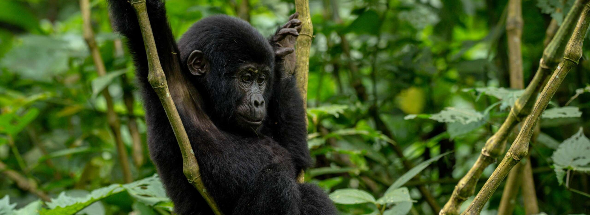 3 DAYS GORILLA TOUR BWINDI NP