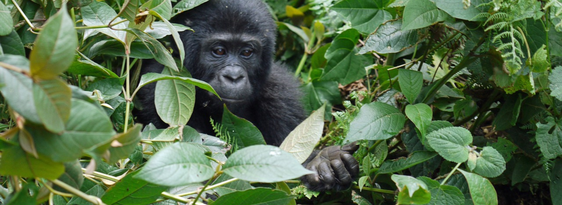 3 DAYS UGANDA GORILLA HABITUATION TREK